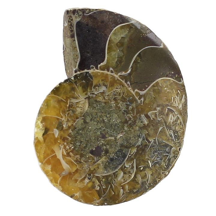 فسیل آمونیت (شاخ قوچی)  طبیعی کلکسیونی منحصر به فرد با نقش و نگار زیبا درشت رنگ خاص دکوری- سنگ درمانی